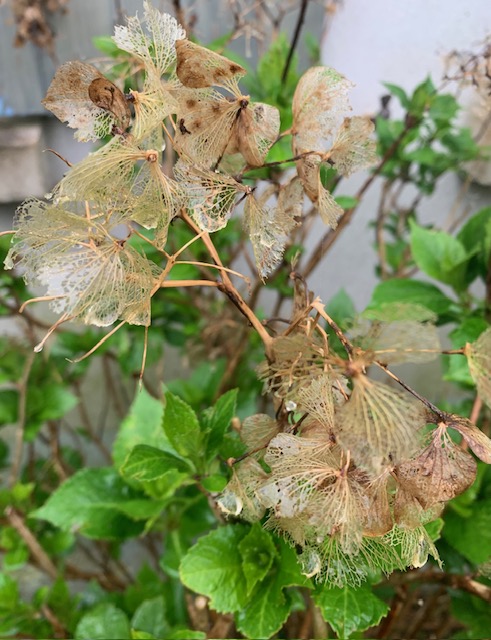 enrubanné autour de mes hortensias.