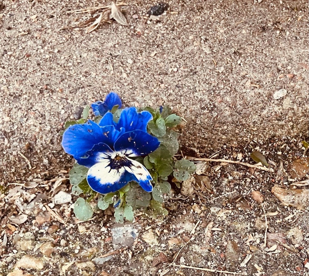 ( cogitations nouvelles )