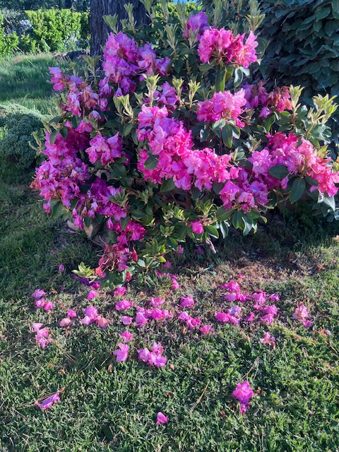 la joie et la tristesse