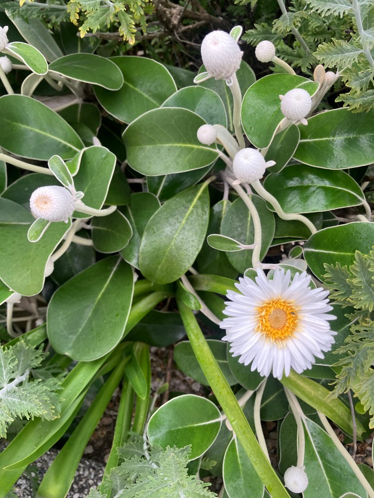 la mer le ciel les fleurs le sable fin ...