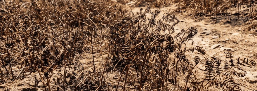 Scorched hillside with dry ferns, rocky ground, and distant green hills