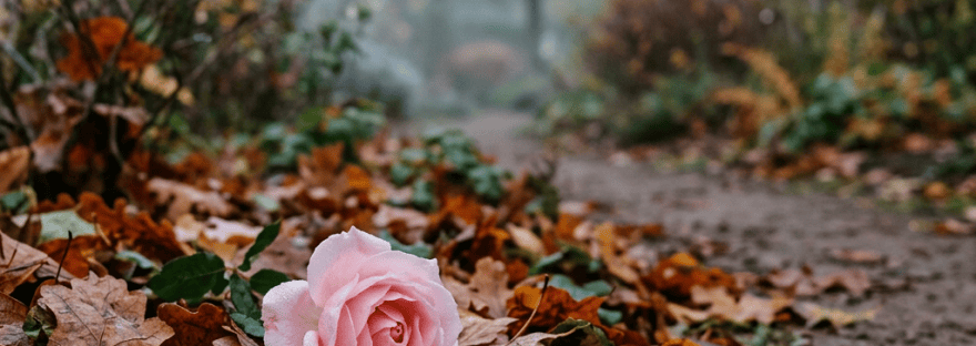 Pink rose among October leaves