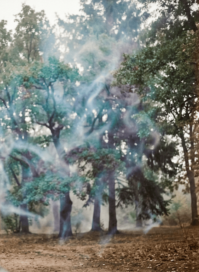 Regard flouté sur des arbres